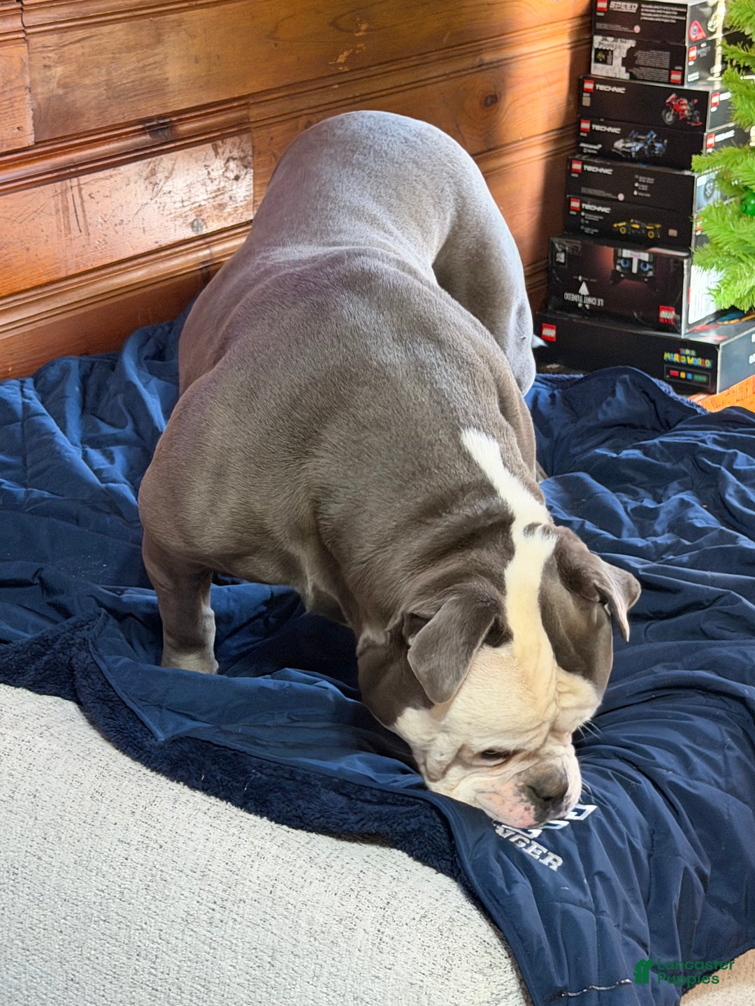 American Bulldog dogs for sale: Bella - Ad 7