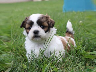 Shih Tzu dogs Nova - Ad 30