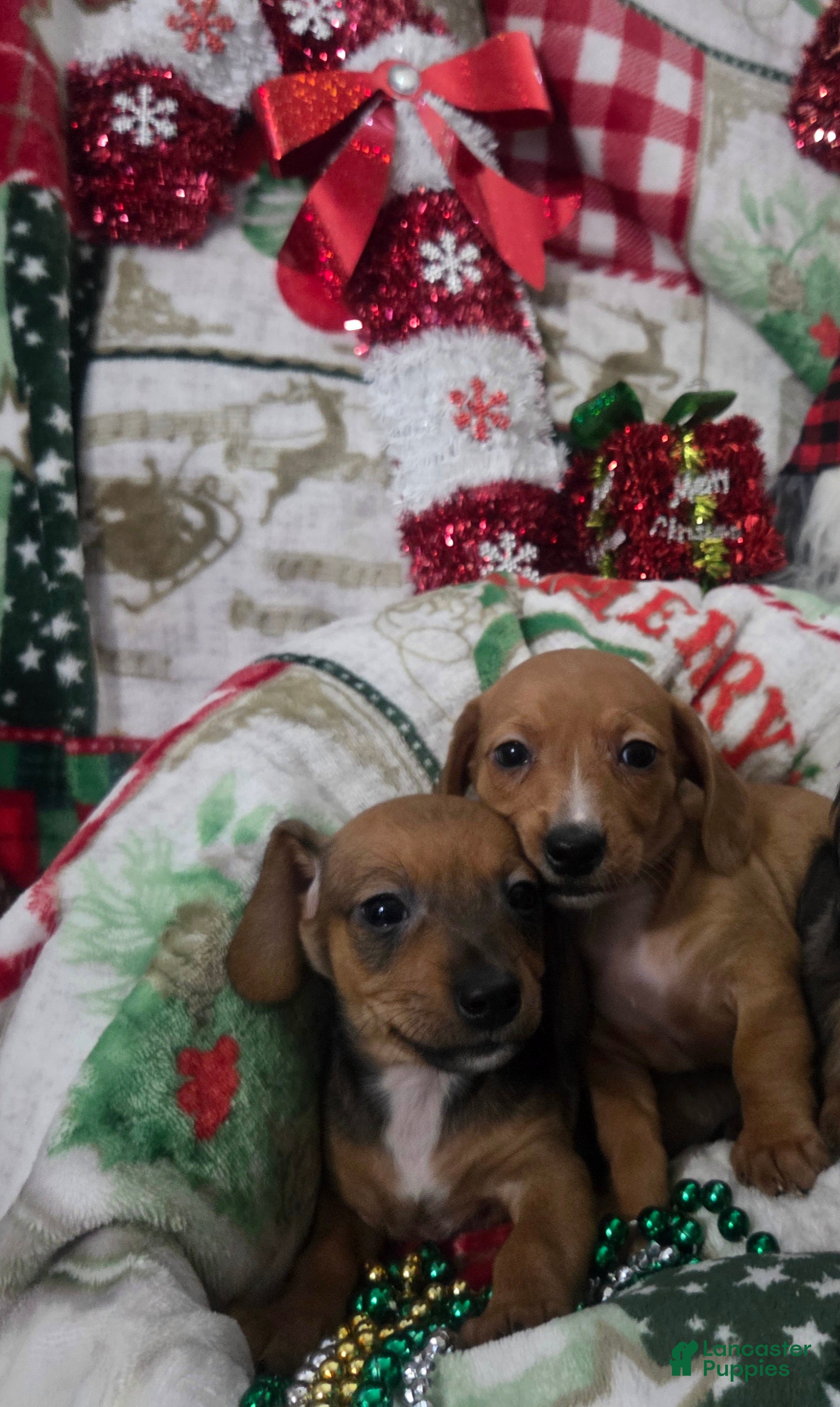 Miniature Dachshund dogs for sale: Miniature Dachshund 6 - Ad 2