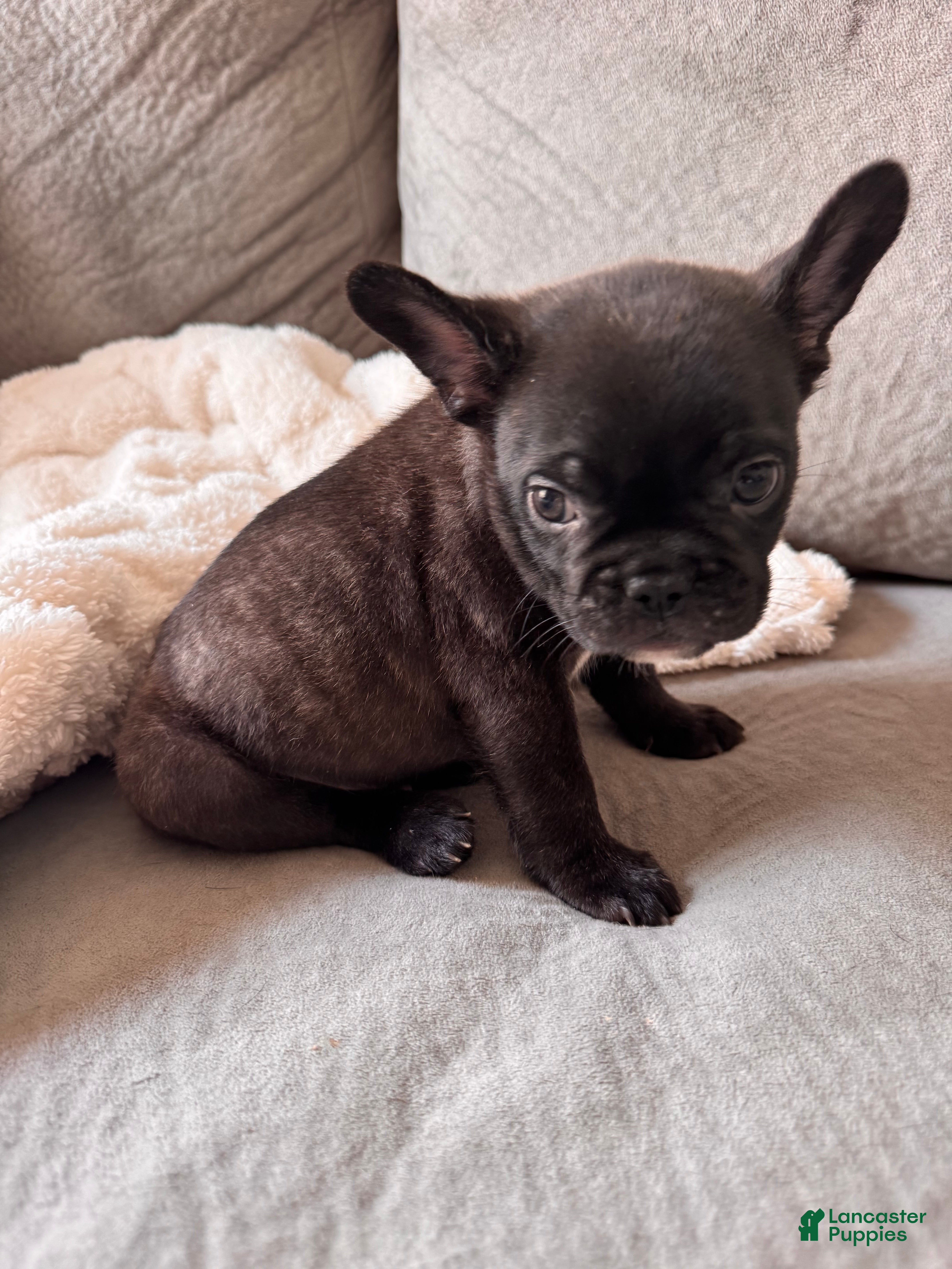 French Bulldog dogs for sale: Bear - Ad 2