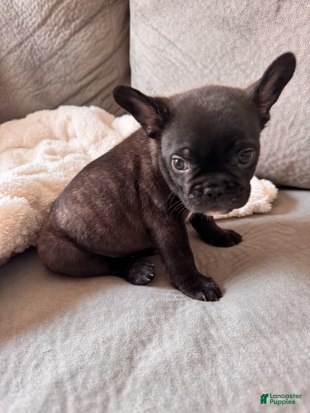 French Bulldog dogs for sale: Bear - Ad 1