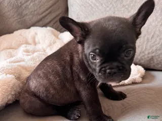 French Bulldog dogs Bear - Ad 22