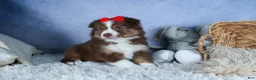 Miniature Australian Shepherd dogs for sale: ELVIS - Ad 20