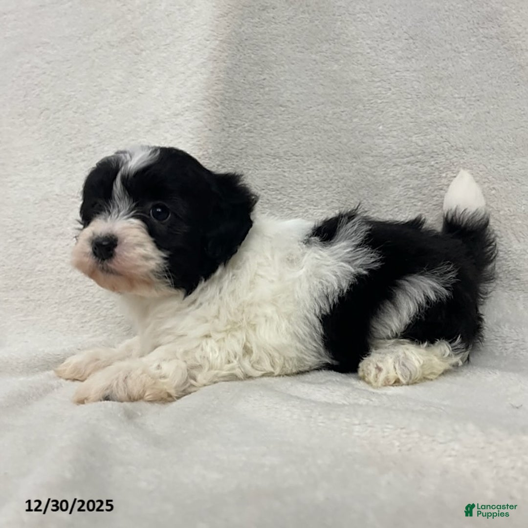 Maltipoo dogs for sale: Oreo - Ad 2
