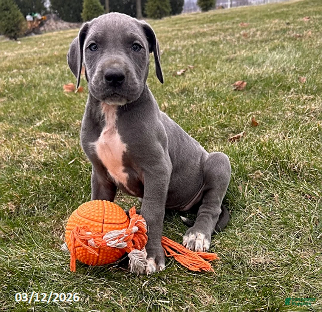 Great Dane dogs for sale: Truly - Ad 2
