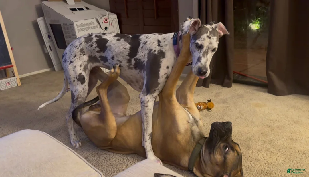 Great Dane dogs for sale: Great Dane 3 - Ad 2