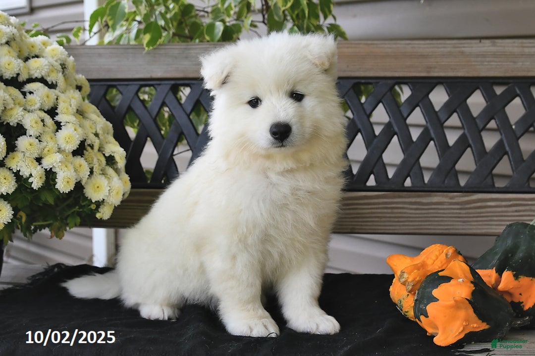 Samoyed Puppies for sale in Ohio Lancaster Puppies