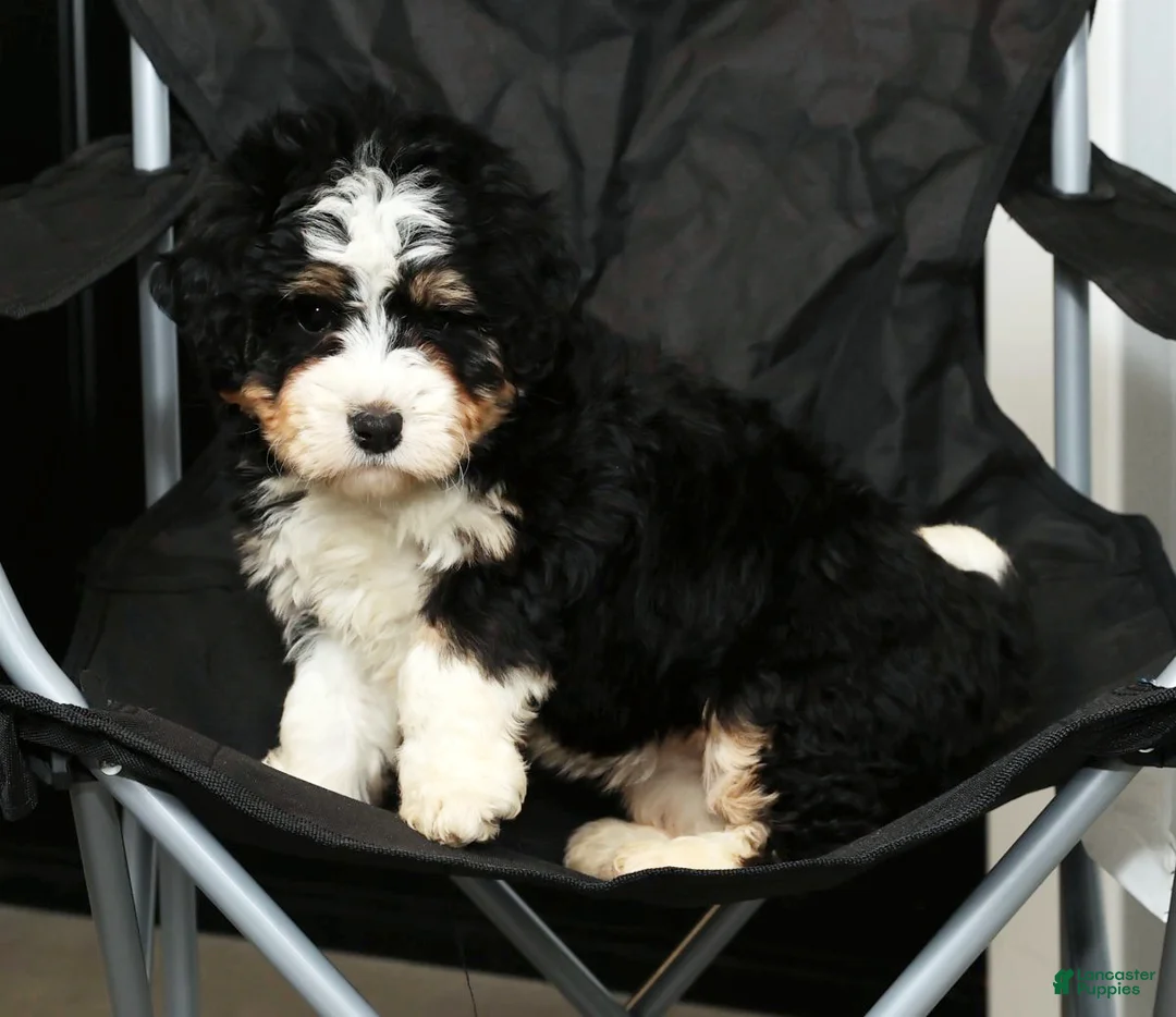 Mini Bernedoodle dogs for sale: Hope - Ad 8