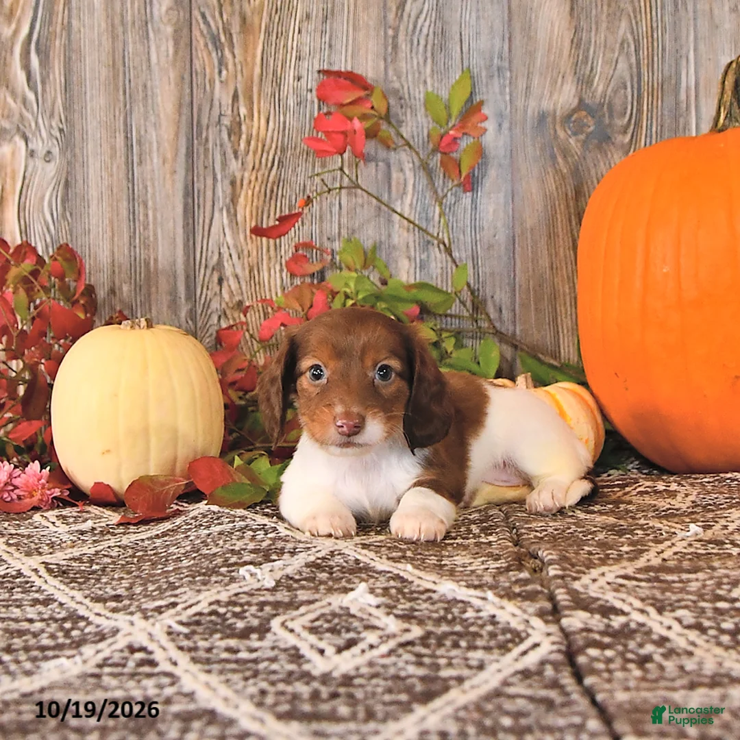 Dachshund dogs for sale: Candy - Ad 1