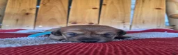 Miniature Dachshund dogs for sale: Callie - Ad 5