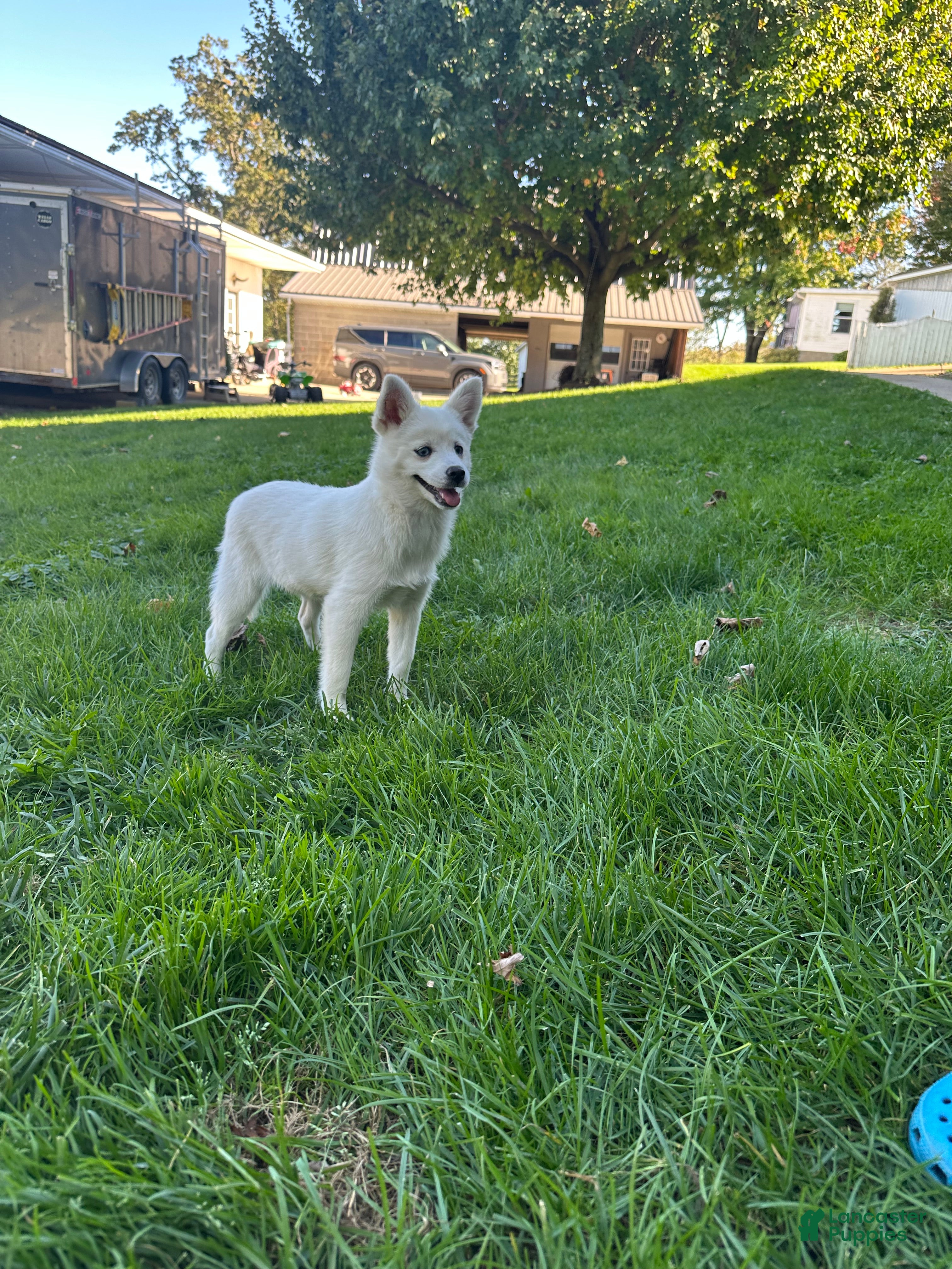 Pomsky dogs Sierra  - Ad 2