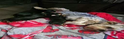 Yorkshire Terrier dogs for sale: Max - Ad 9