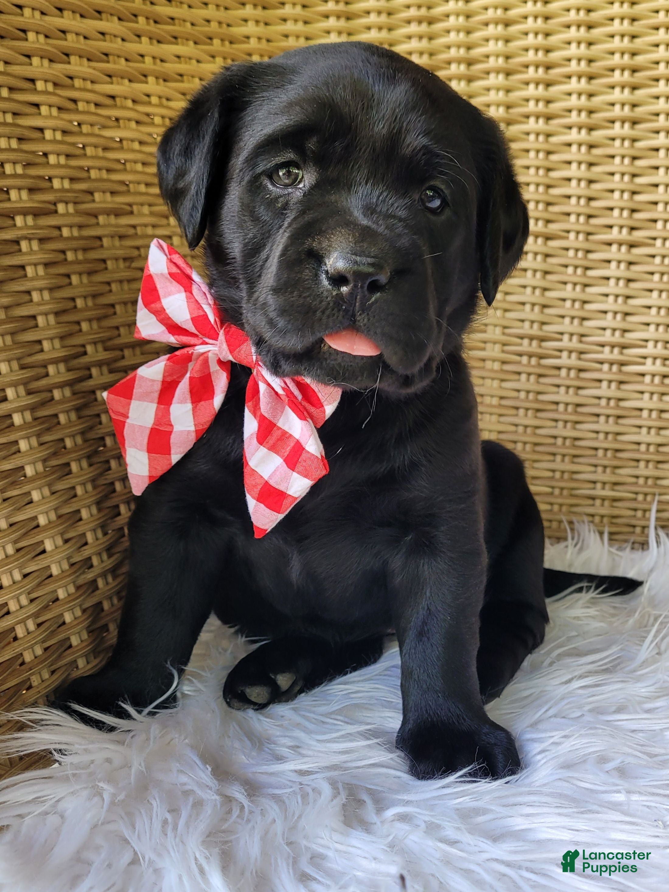 Labrador Retriever dogs Sarayah - Ad 1