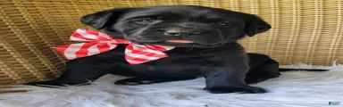 Sarayah
