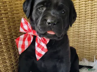 Labrador Retriever dogs for sale: Sarayah - Ad 1