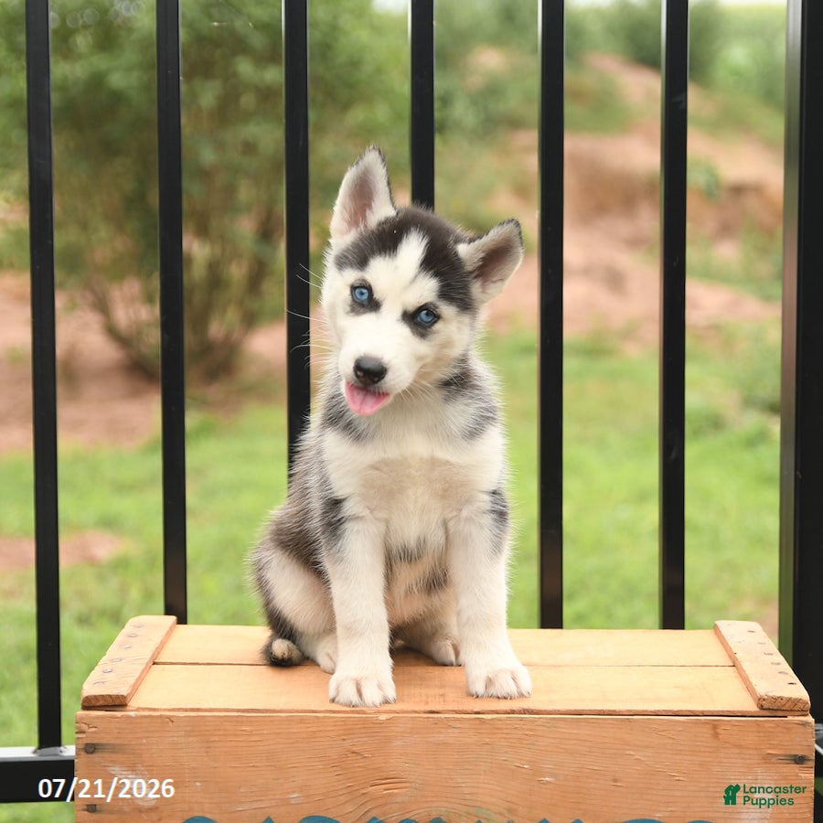 Siberian Husky dogs Beauty - Ad 2