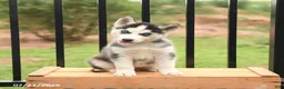 Siberian Husky dogs for sale: Beauty - Ad 2