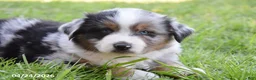 Miniature Australian Shepherd dogs for sale: Blueberry - Ad 3