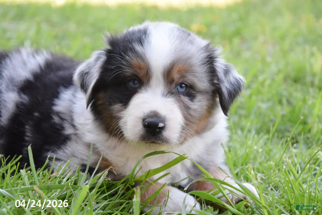 Miniature Australian Shepherd dogs for sale: Blueberry - Ad 3