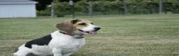Beagle dogs for sale: Otis - Ad 7