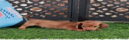 Miniature Dachshund dogs for sale: Magnum Adorable LH ACA Mini Dachshund - Ad 3