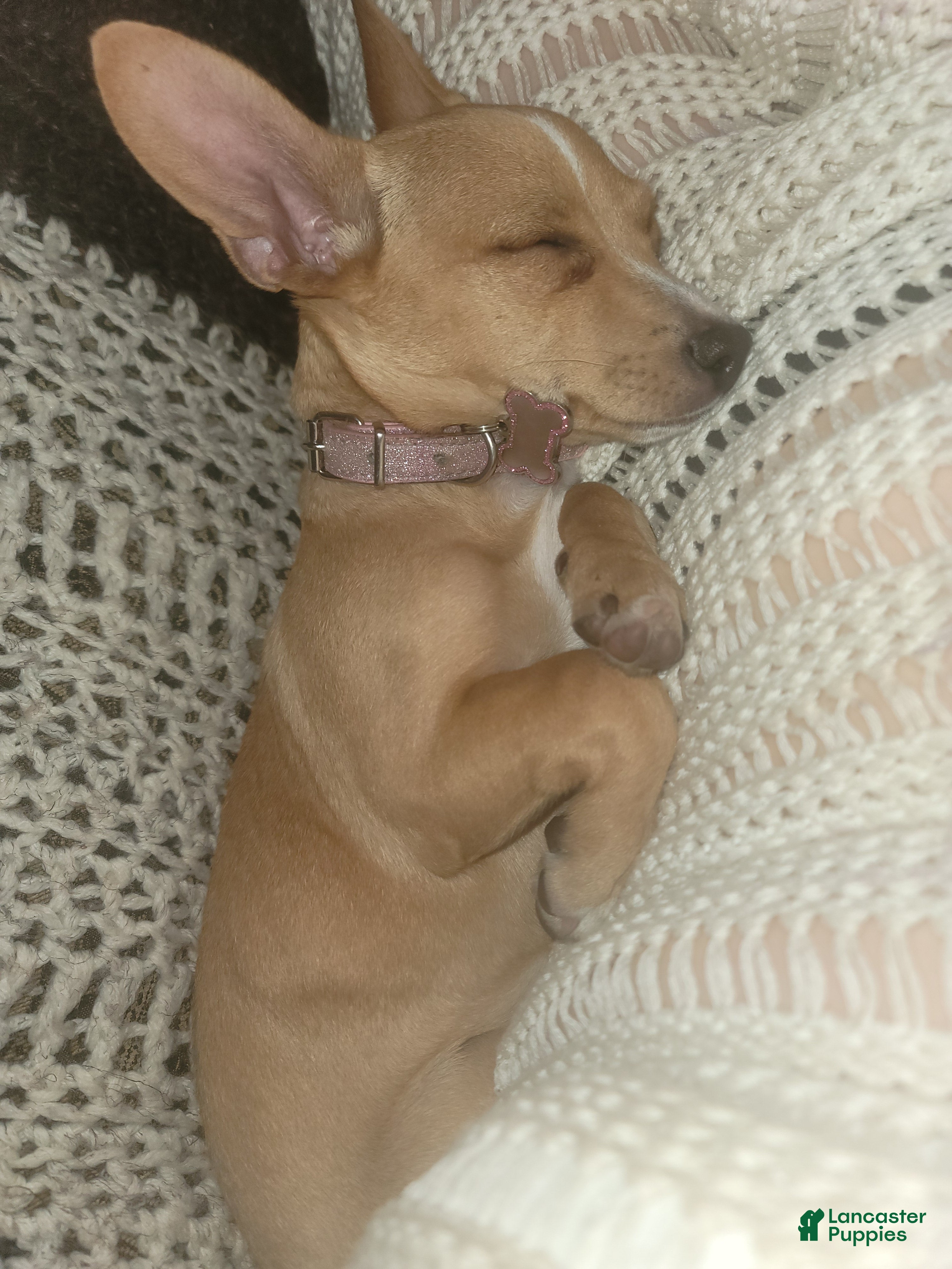 Chihuahua dogs Miriam - Ad 6
