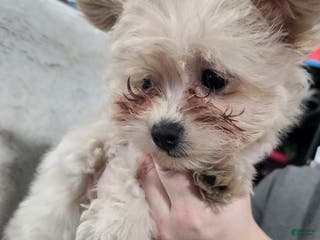 Pomapoo dogs Aubrey - Ad 33