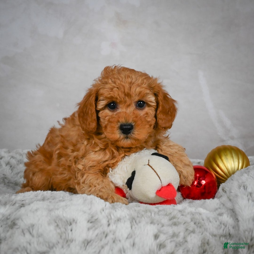 Miniature Poodle dogs for sale: Charles - Ad 4