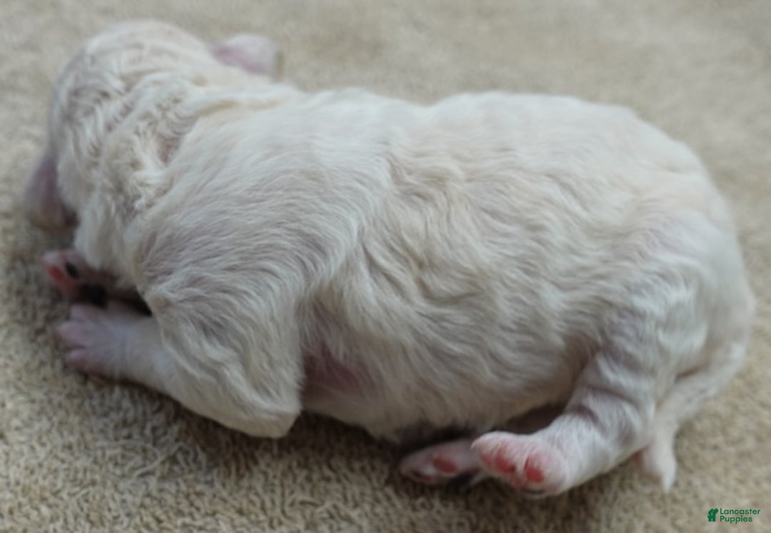 Toy Poodle dogs for sale: Zilla - Ad 3