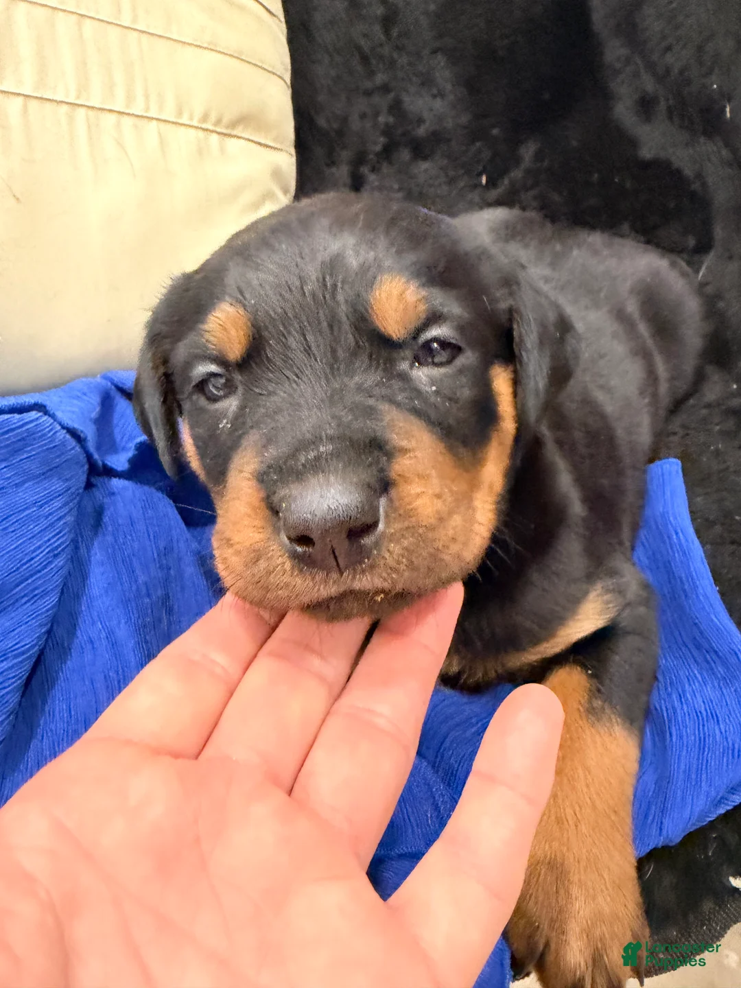 Rottweiler dogs for sale: Rottweiler Puppy 1 - Ad 28