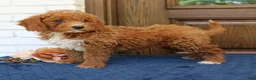 Mini Goldendoodle dogs for sale: Stella  - Ad 4