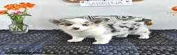 Mixed Breed dogs for sale: Sabrina - Ad 4