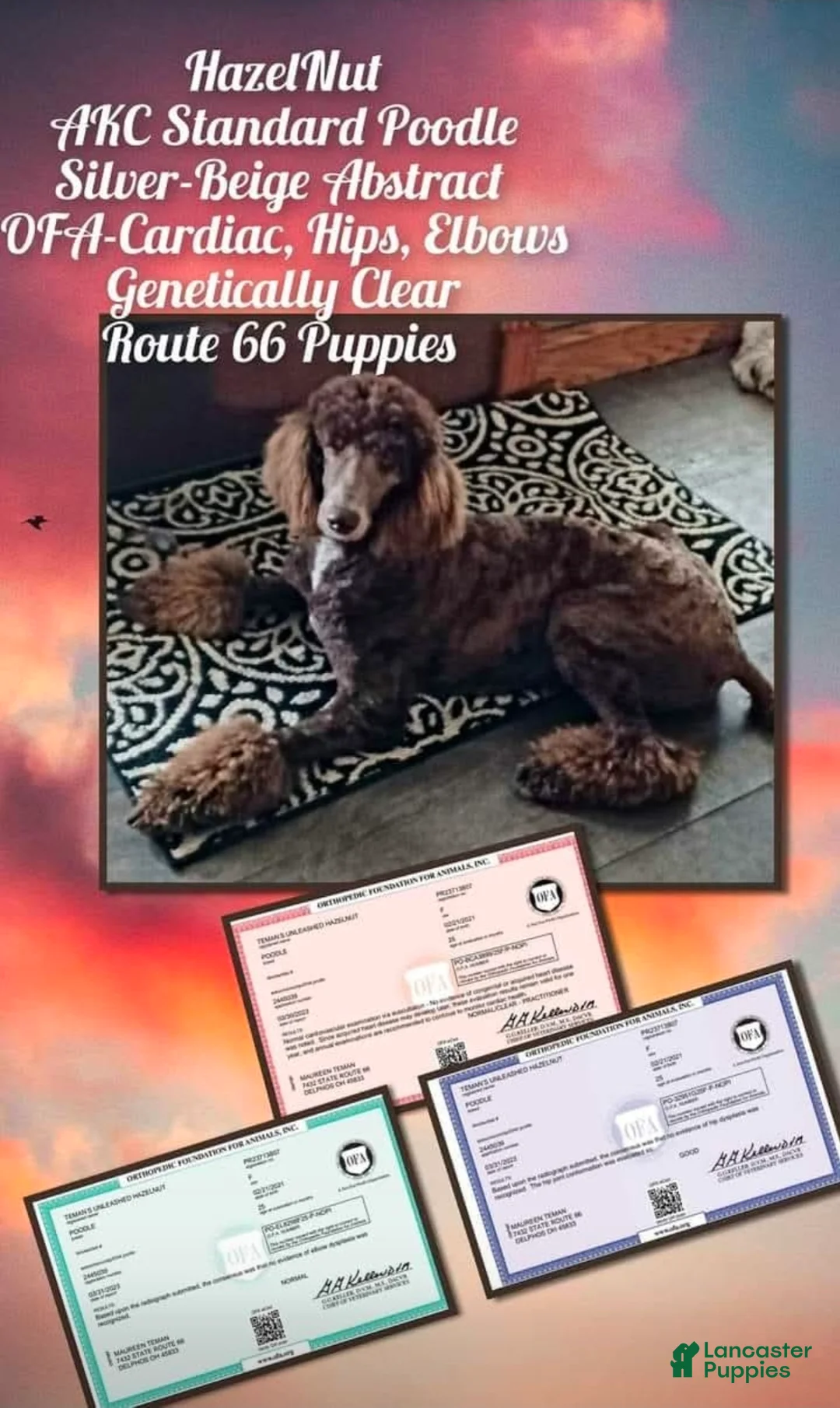 Standard Poodle dogs for sale: Bingo - Ad 2