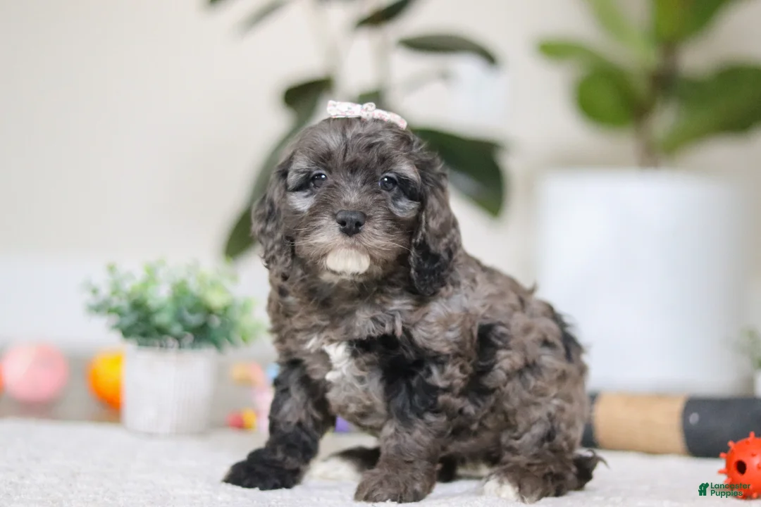 Cockapoo dogs for sale: Oakley - Ad 5