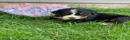 Bernese Mountain Dog dogs for sale: Sash - Ad 7