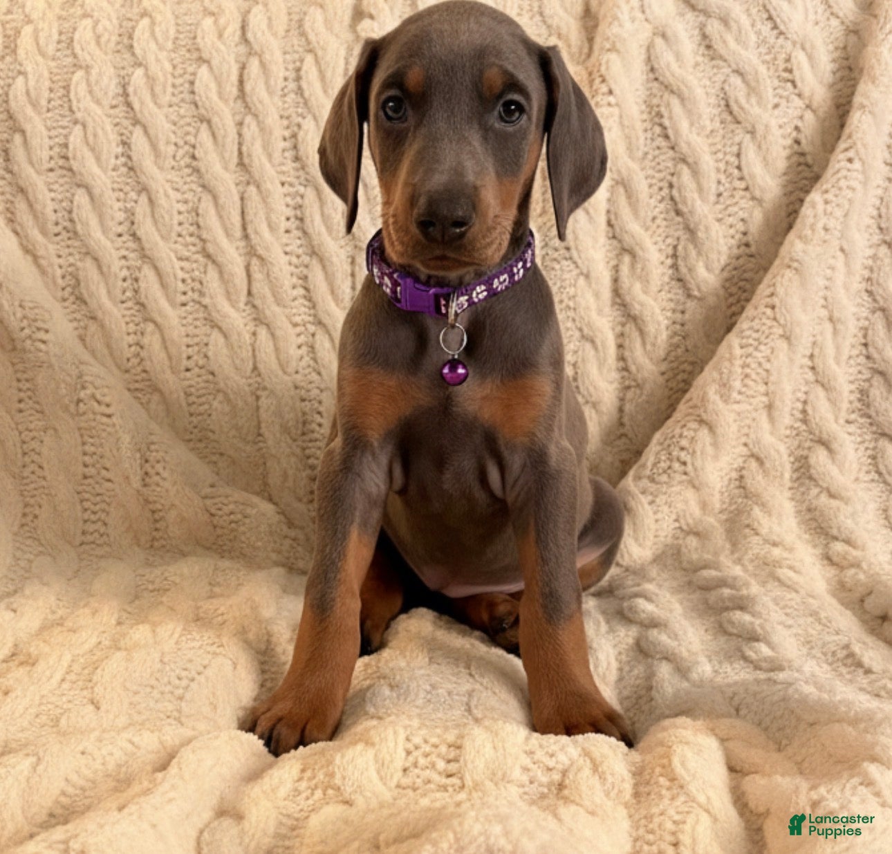 Doberman Pinscher dogs Esme Health tested parents!  - Ad 6