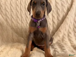 Doberman Pinscher dogs Esme Health tested parents! - Ad 6