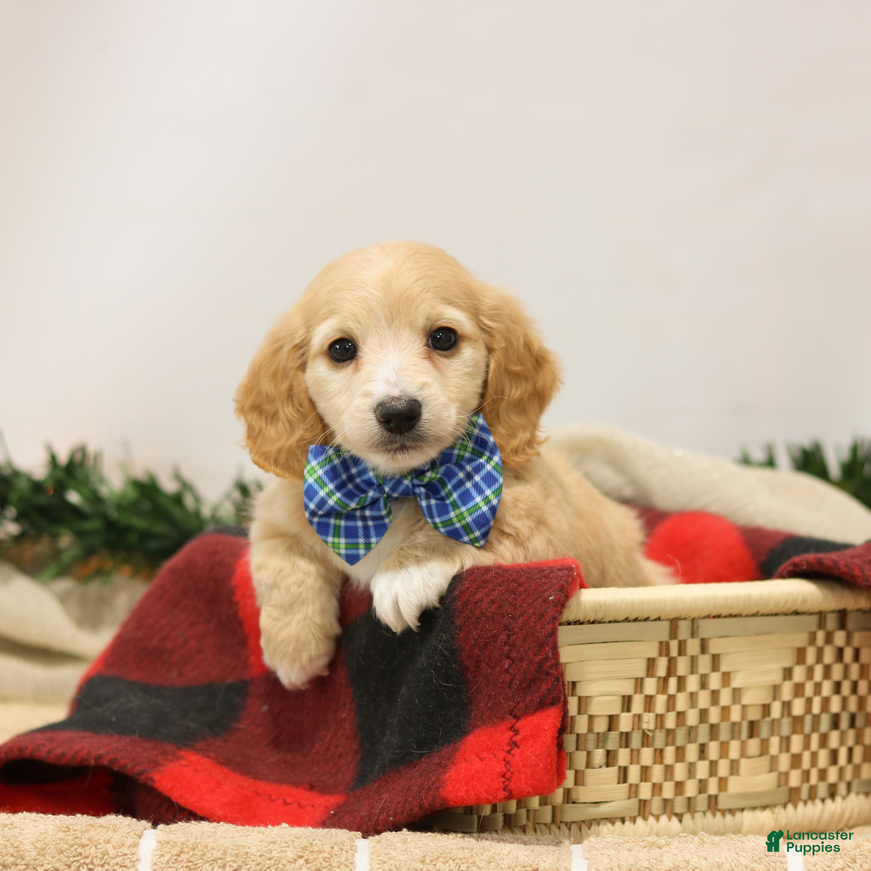 Miniature Dachshund dogs Nicholas - Ad 2