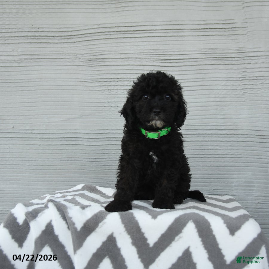 Shihpoo dogs Poppy - Ad 1