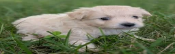 Pomapoo dogs for sale: Sunflower - Ad 5