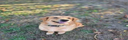 Golden Retriever dogs for sale: Golden Retriever Puppy 1 - Ad 5