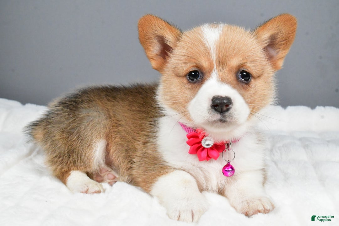Welsh Corgi Pembroke dogs for sale: Bell - Ad 1