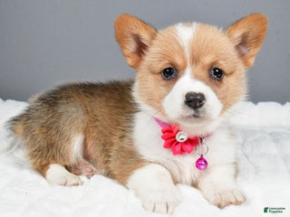 Welsh Corgi Pembroke dogs Bell - Ad 36