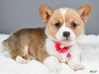 Welsh Corgi Pembroke dogs Bell - Ad 42