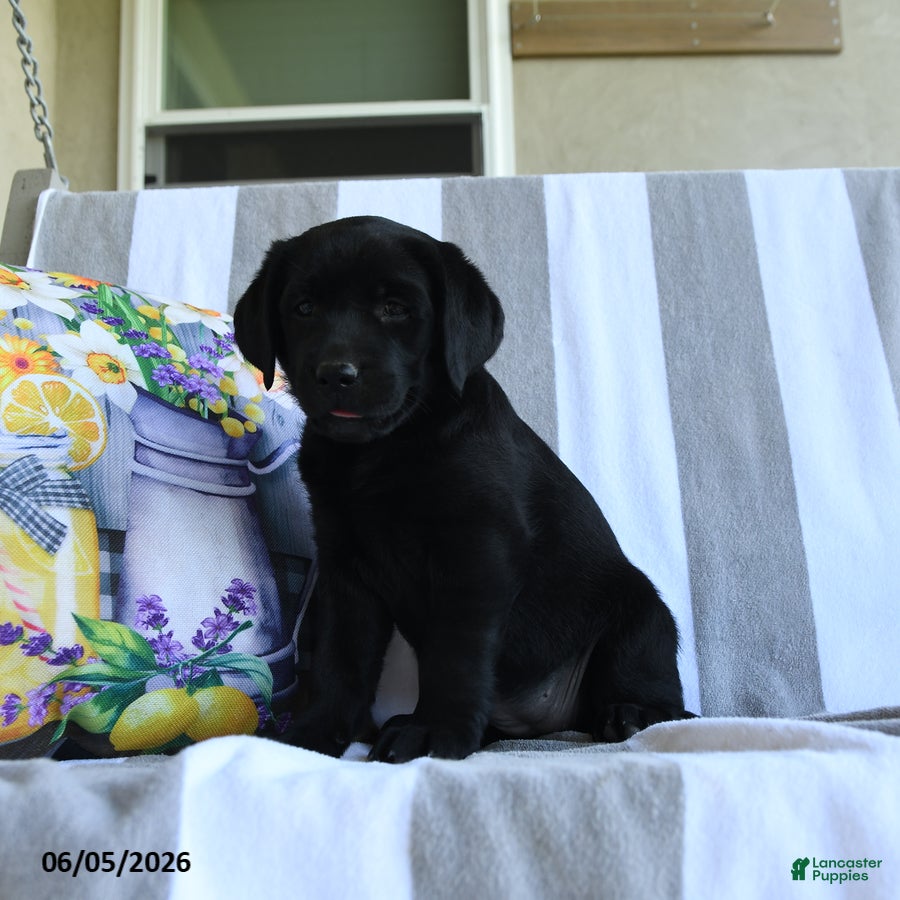 Labrador Retriever dogs for sale: Hazel - Ad 2