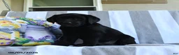Labrador Retriever dogs for sale: Hazel - Ad 1