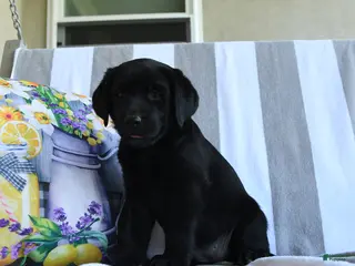 Labrador Retriever dogs for sale: Hazel - Ad 2