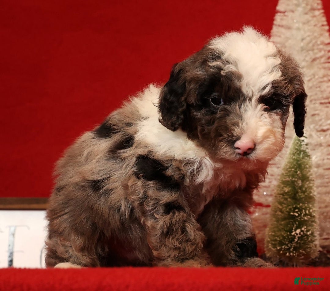 Miniature Poodle dogs for sale: Jasper - Ad 4