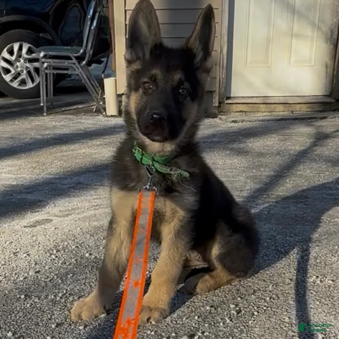 German Shepherd dogs for sale: SWAYZE - Ad 1