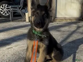 German Shepherd dogs SWAYZE - Ad 27